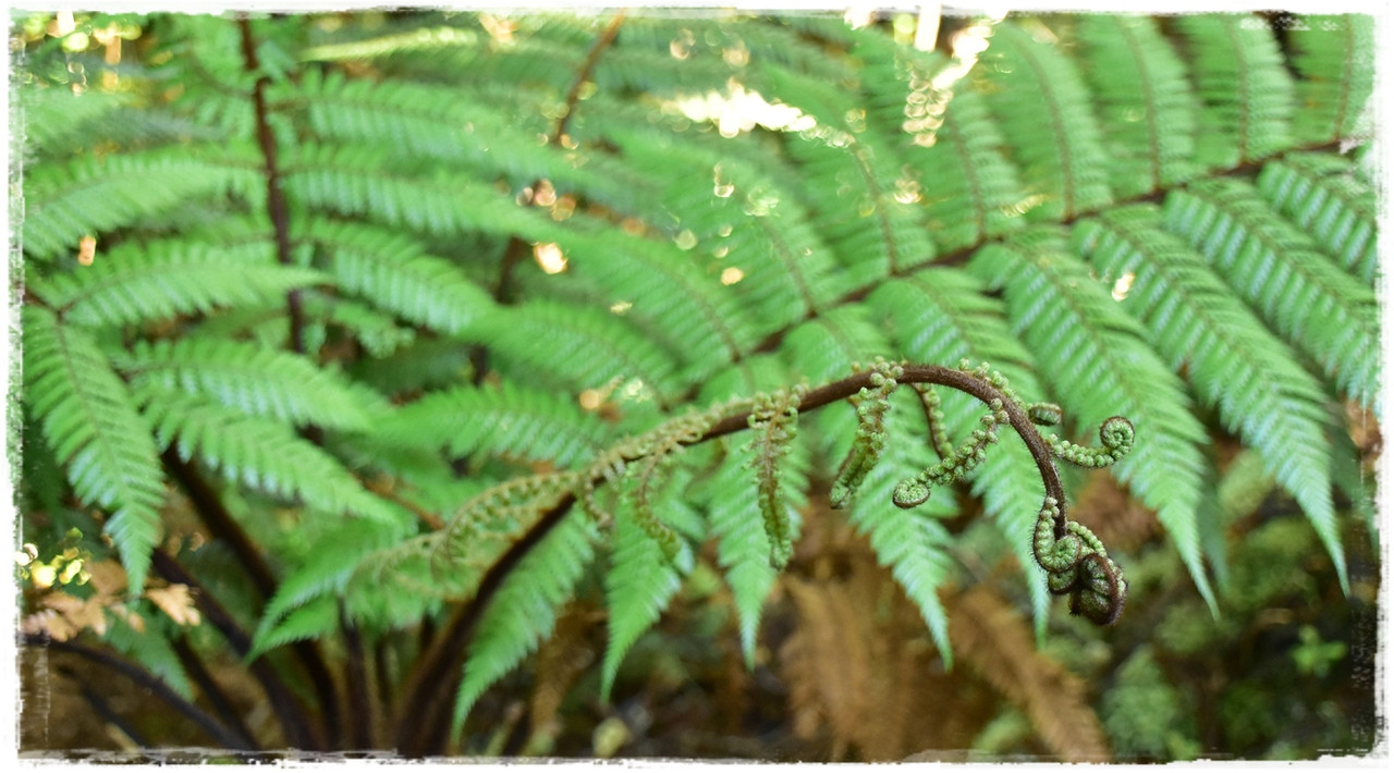 Stewart Island:  kiwis, Coast to Coast y unos días en Oban (febrero 2021) - Escapadas y rutas por la Nueva Zelanda menos conocida (57)