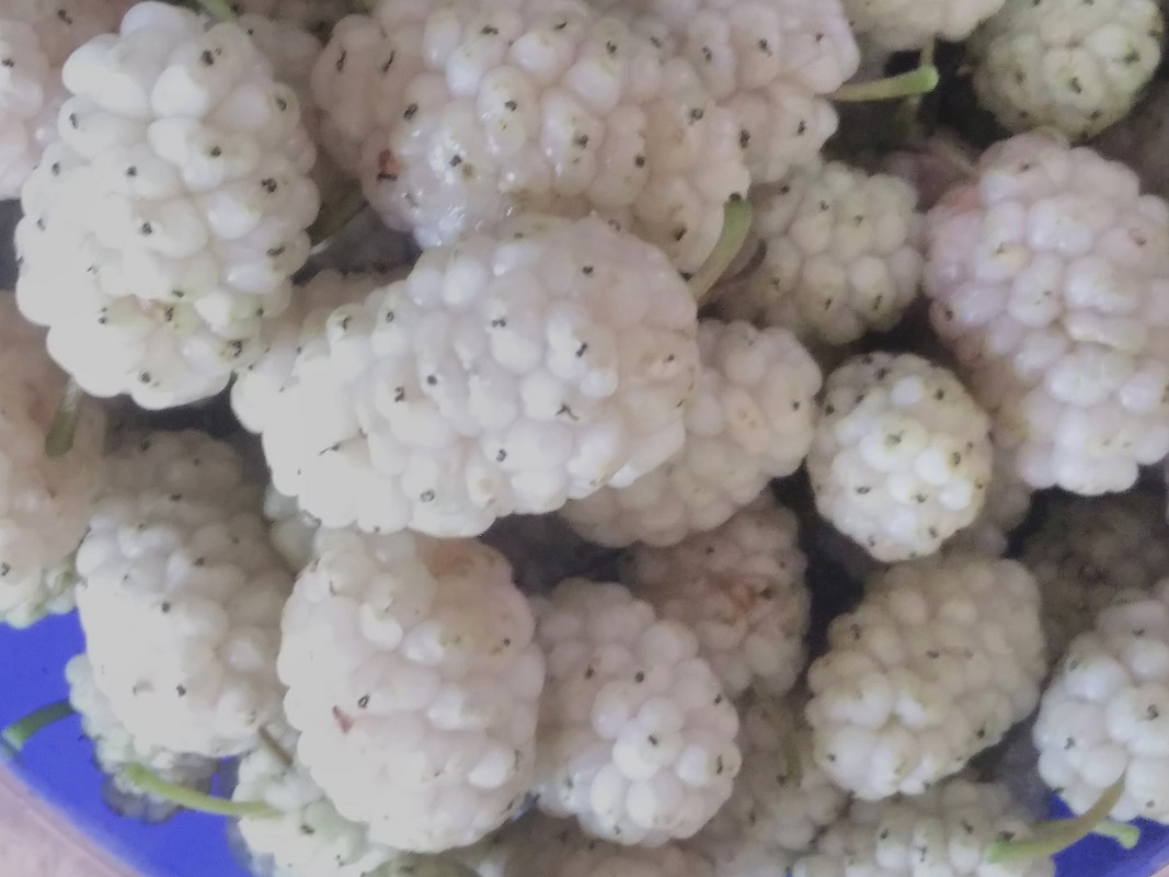 White Mulberry