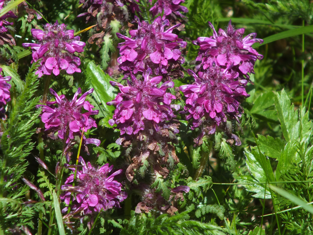 2019_0630DUMBIER0053