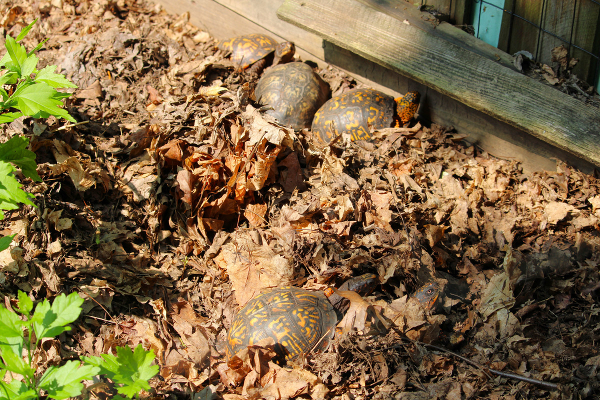 IMG-3775.jpg