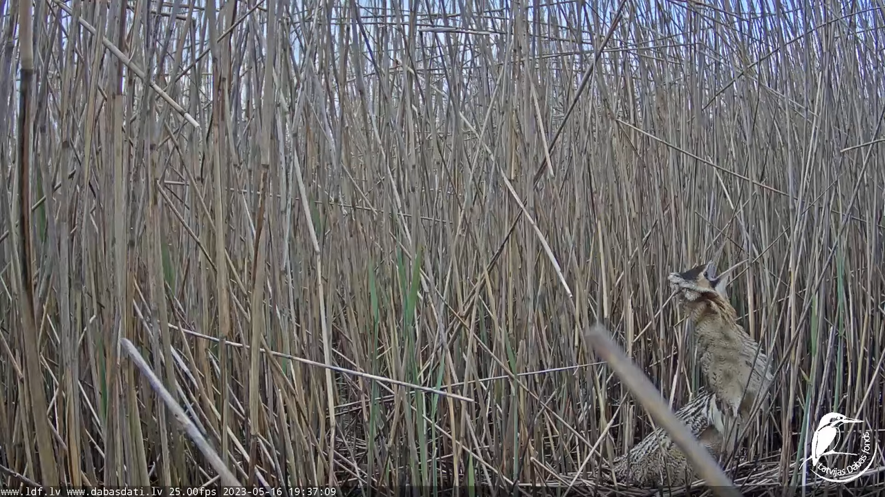 Lielais dumpis (Botaurus stellaris) Engurē - LDF tiešraide 11-26-59 screenshot