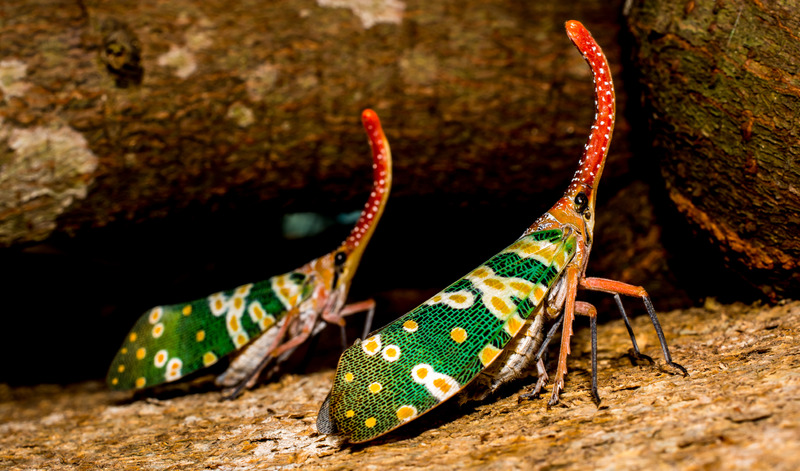 Green-Yellow-Orange-Insect.jpg