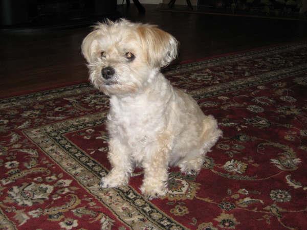 DUSTY PASSED AWAY 10-16-2008