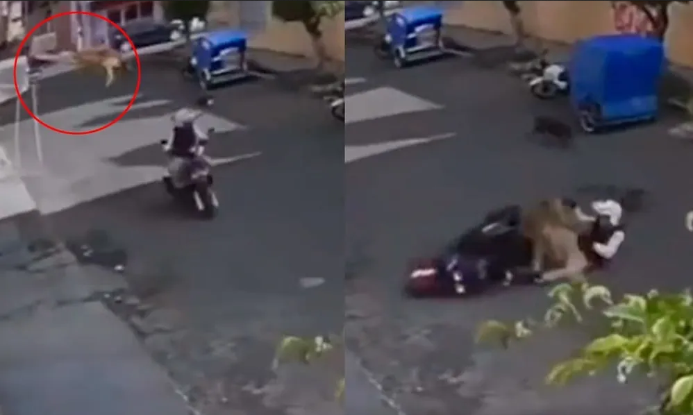 Perrito viral se avienta desde una azotea y cae sobre motociclista (Video)