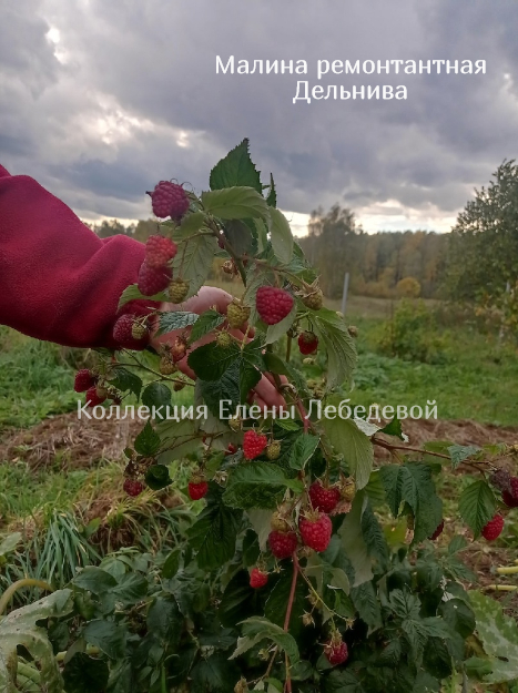 Дельнива_рем_малина