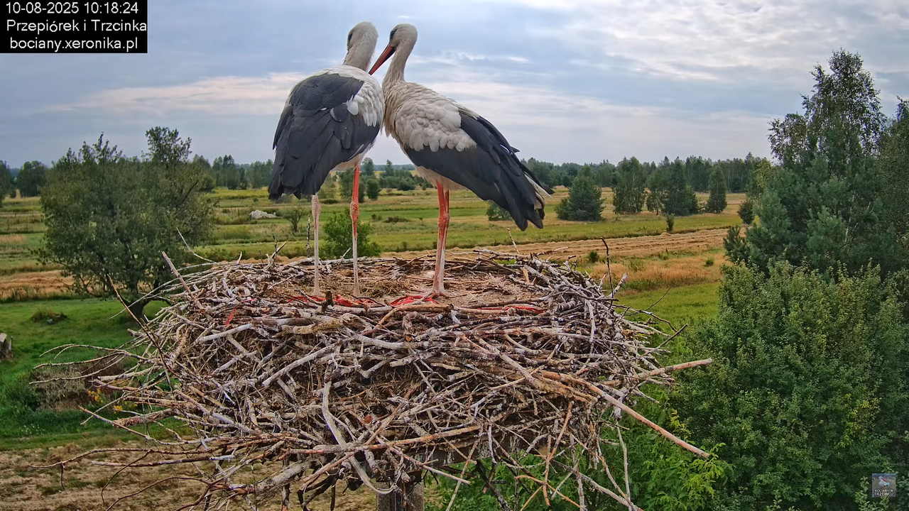 10082025bociany14