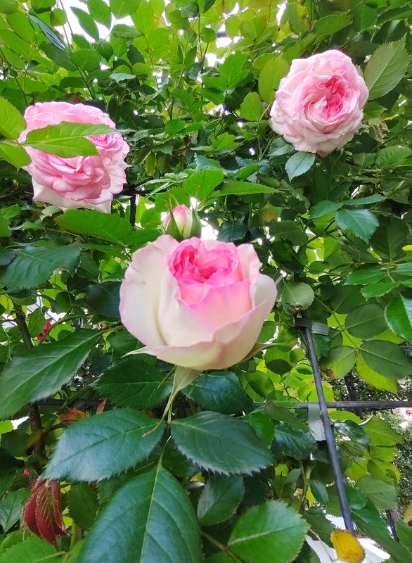 https://i.postimg.cc/W1zWpxyf/35-IMG-20250616-173949.jpg