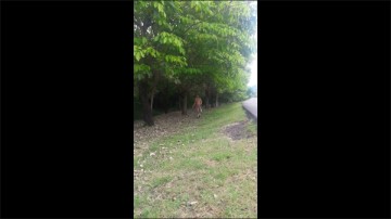 [Image: Voyeur48405090835.jpg]