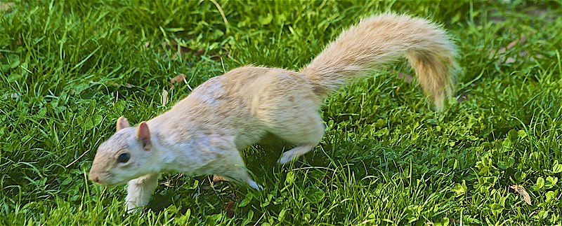 white-squirrel.jpg