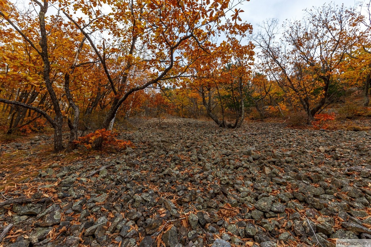Сихотэ-алинь заповедник. В дубовом редколесье сихотэ алинского егэ. Сихотэ-алинский заповедник. В дубовом редколесье сихотэ алинского егэ. Тисовая роща приморский край.