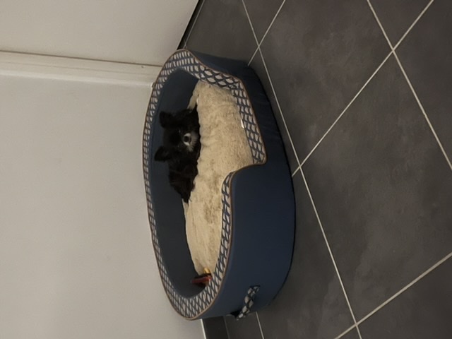 [Image: C6003-FB5-CBDB-40-CC-9886-638606-A44-C89.jpg]