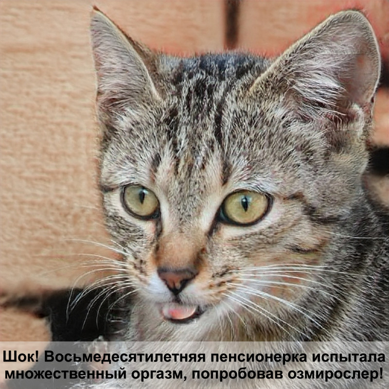 кошка британка шиншилловый окрас