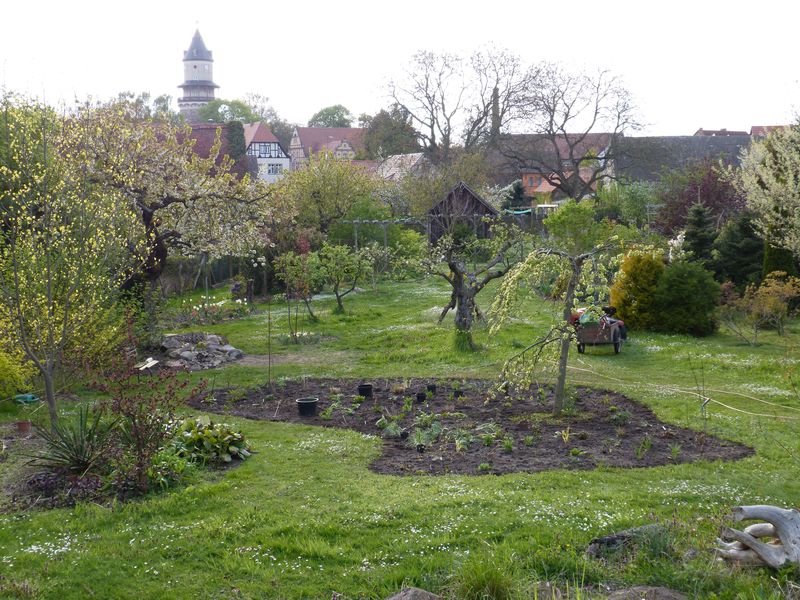 2014-04-20 Gräserbeet7