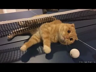 https://i.postimg.cc/W32R4gTQ/i.webp