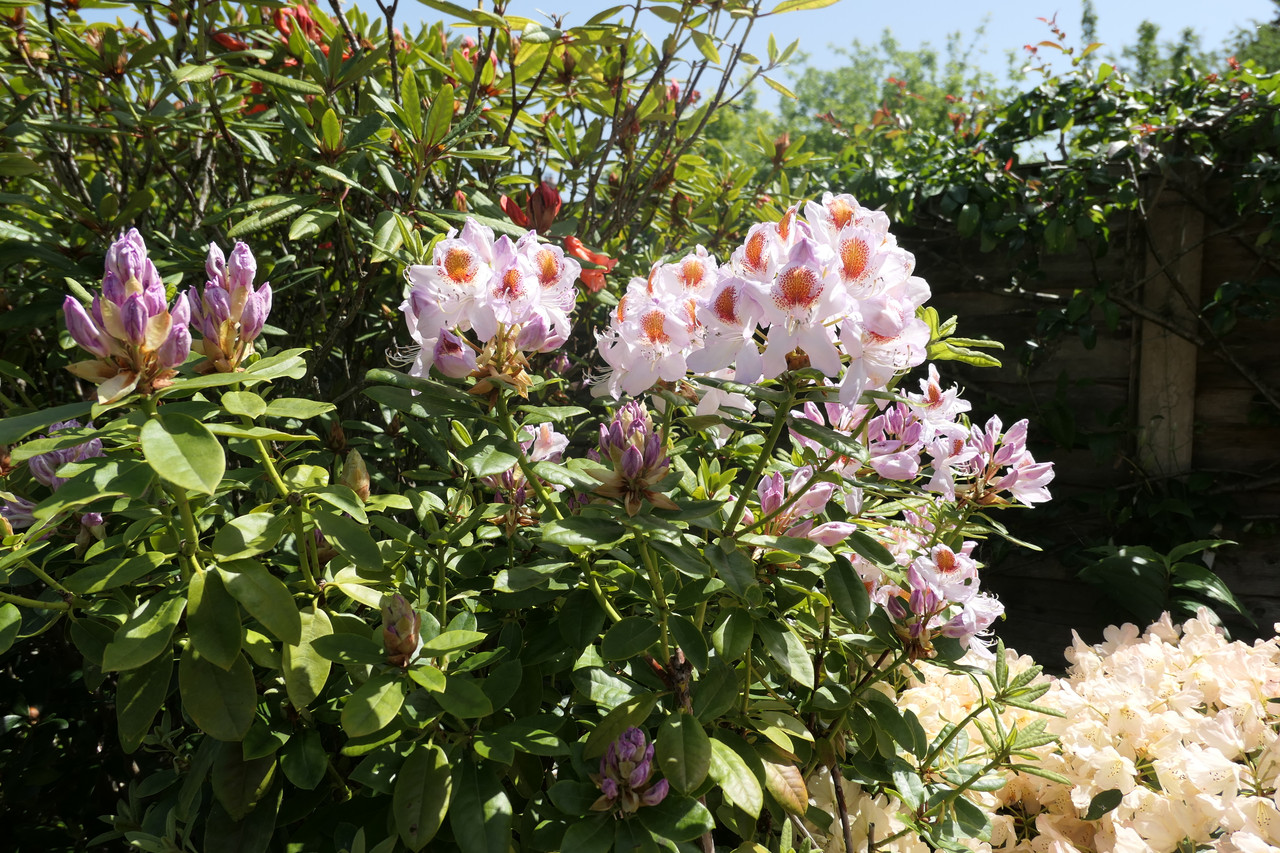 P1040652