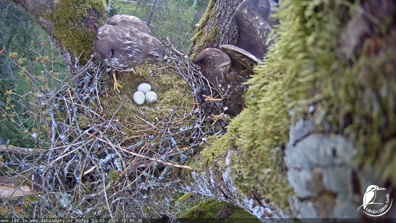 Melnās klijas (Milvus migrans) Kurzemē_ peļu klijāni (Buteo buteo) 14-18-58 screenshot