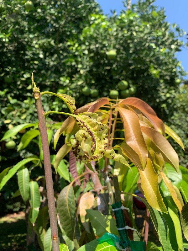 update leaves