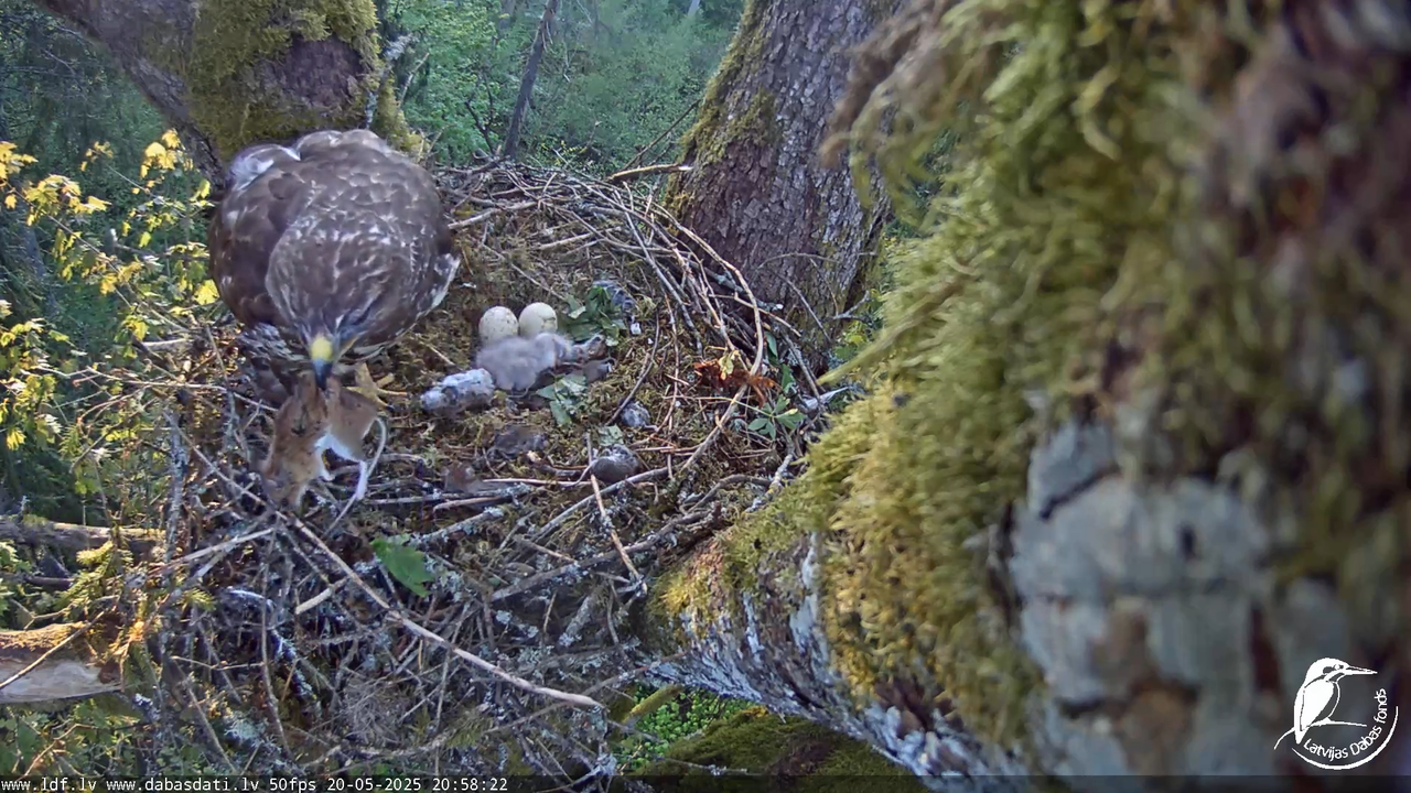 Melnās klijas (Milvus migrans) Kurzemē_ peļu klijāni (Buteo buteo) 13-43-57 screenshot