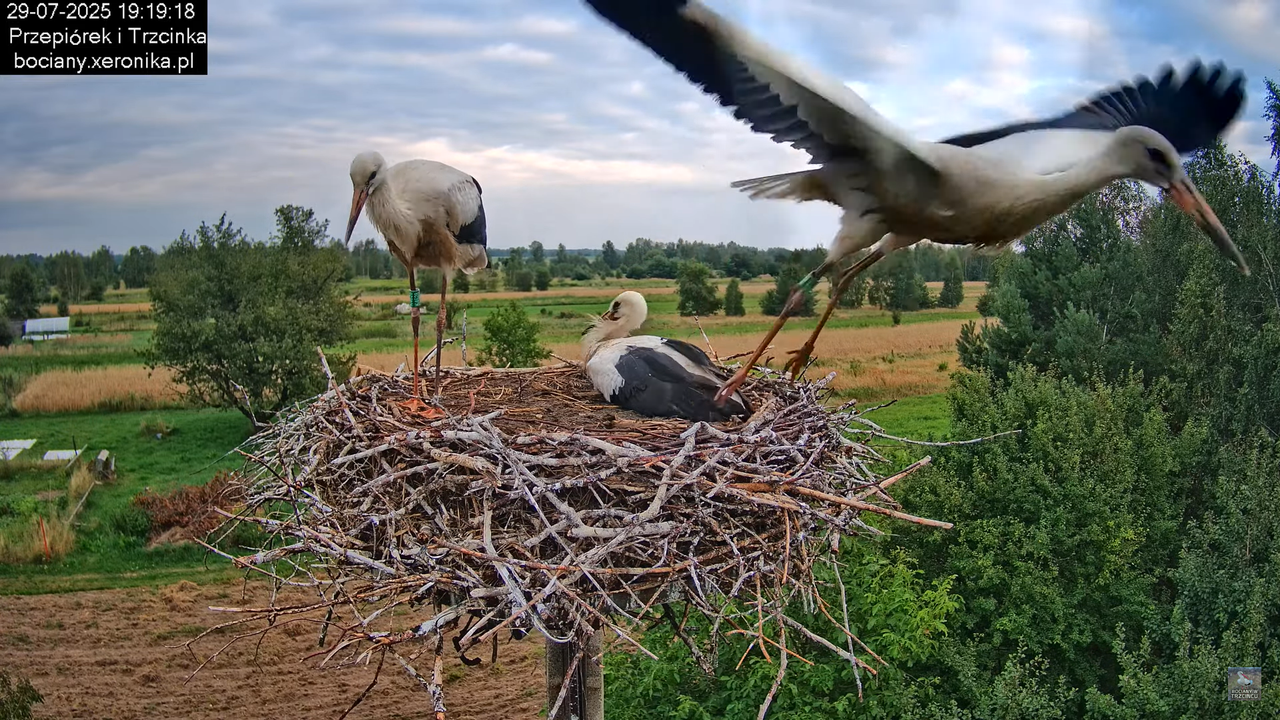 29072025bociany37