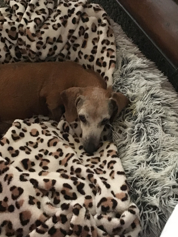 [Image: 265-C39-A4-BFC0-42-FA-B515-E1-AD4-EA67-B6-D.jpg]