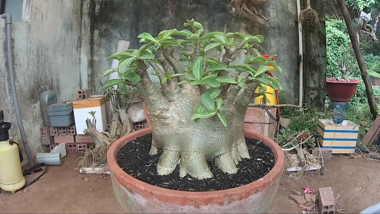 mkmk-adenium.jpg