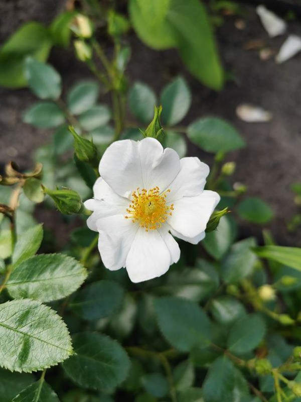 IMG_20250616_152647 (Copy)