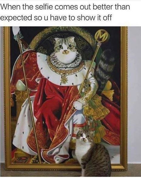 cat-selfie-3.jpg