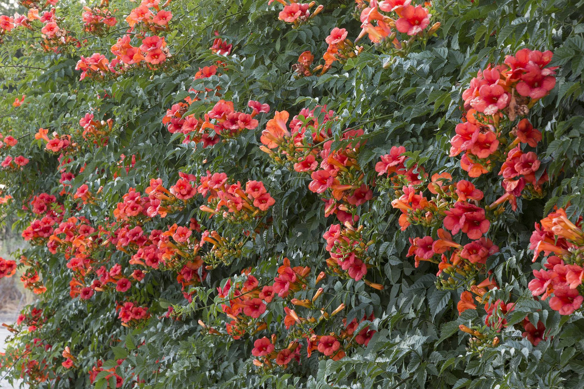 https://i.postimg.cc/W35DzfSW/1a1102283cf6f1f46a954b4ab564fa68.jpg
