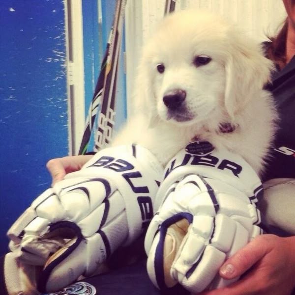 dog in hockey gear