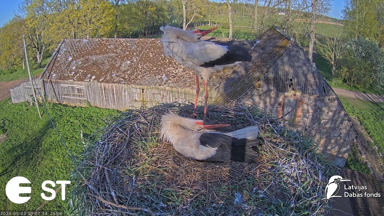 Baltie stārķi (Ciconia ciconia) Tukuma novadā - LDF tiešraide __ White storks in Tukums, Latvia 12-2
