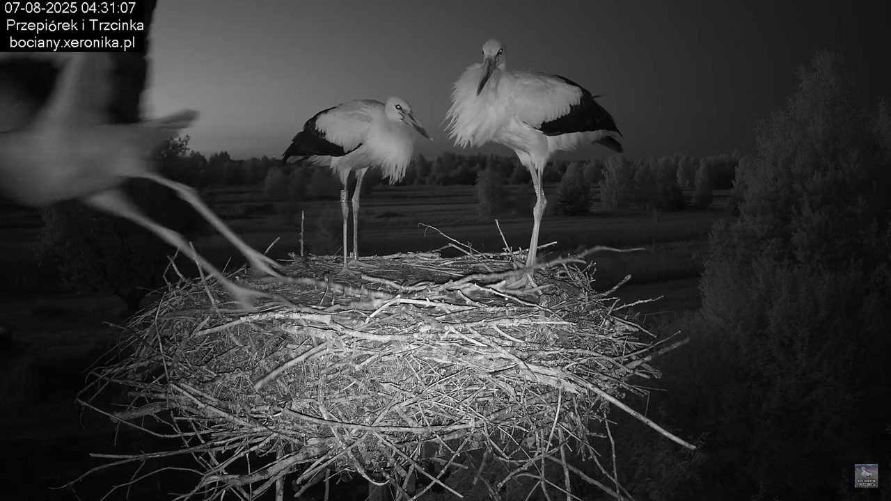 07082025bociany1