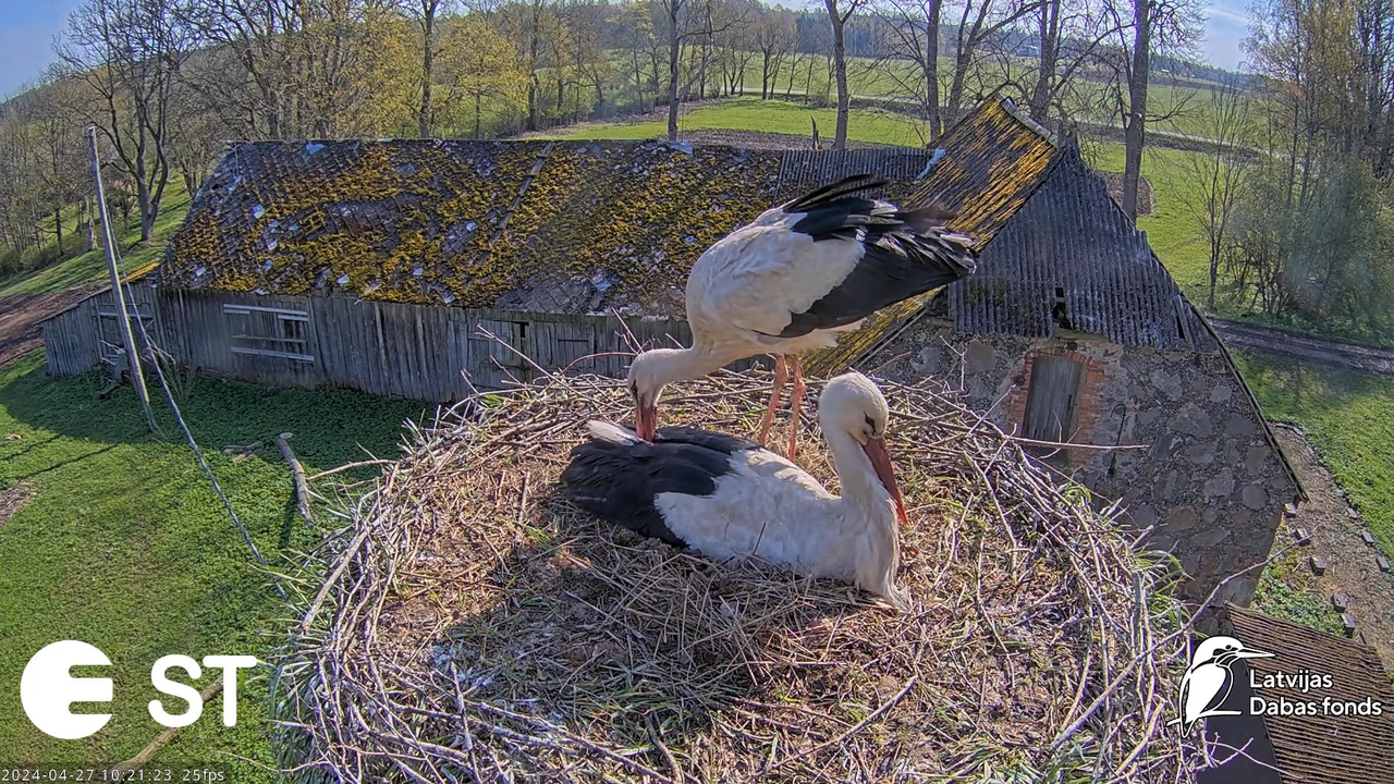 Baltie stārķi (Ciconia ciconia) Tukuma novadā - LDF tiešraide __ White storks in Tukums, Latvia 14-9