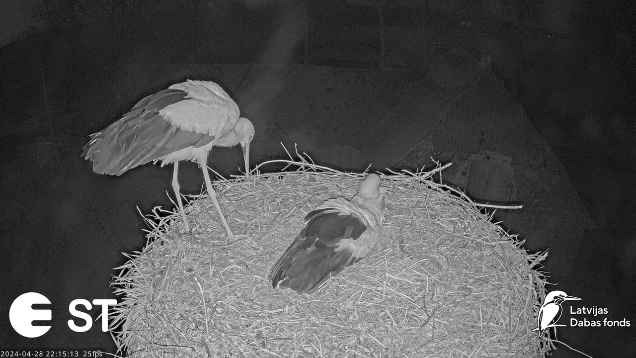 Baltie stārķi (Ciconia ciconia) Tukuma novadā - LDF tiešraide __ White storks in Tukums, Latvia 13-4