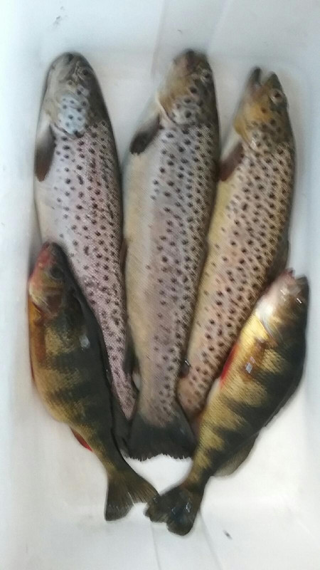 thumbnailbrown andperch