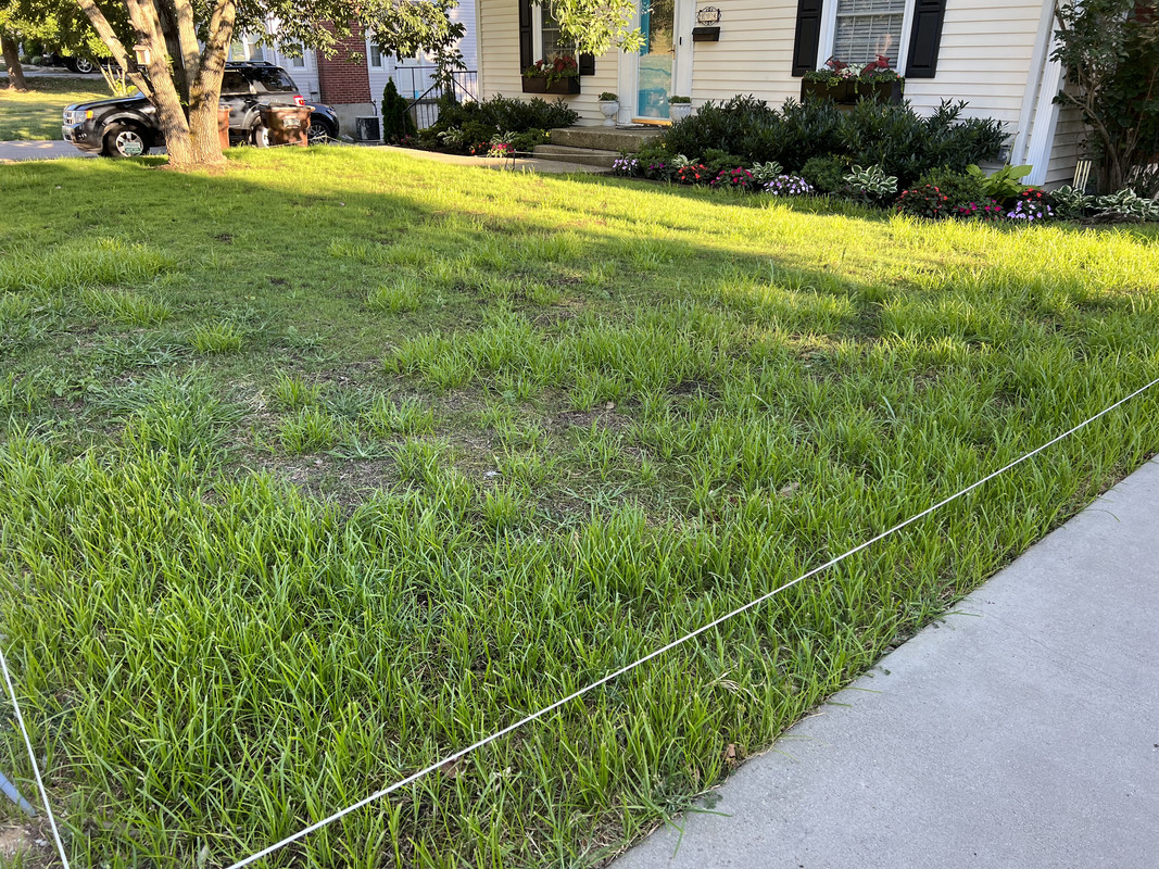 Halosulfuron (sedgehammer) Sulfentrazone (dismiss) combo on newly