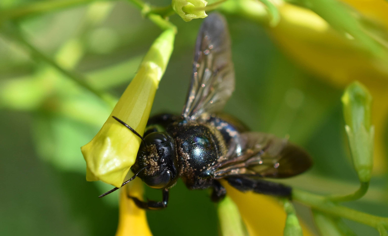 2016 10 29 Black Bee (26)