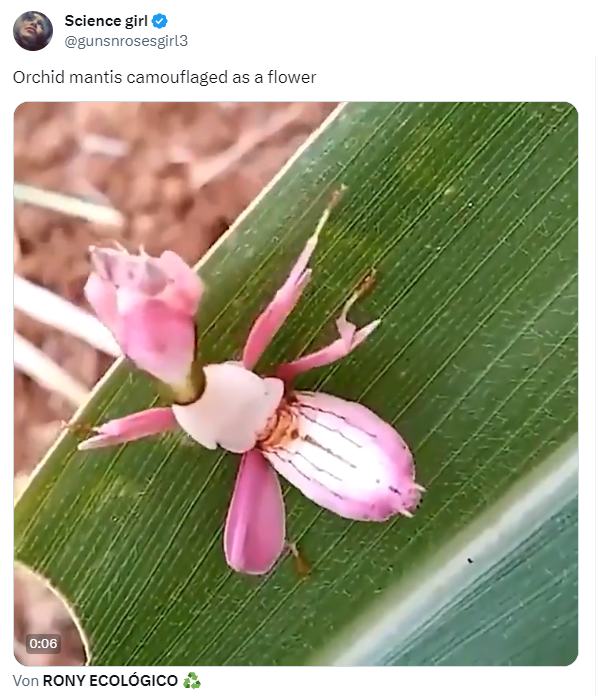 Orchideen-Mantis