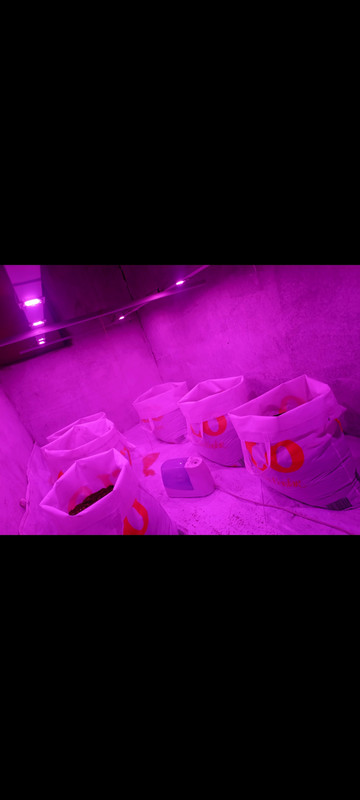 Screenshot 20260131 032602