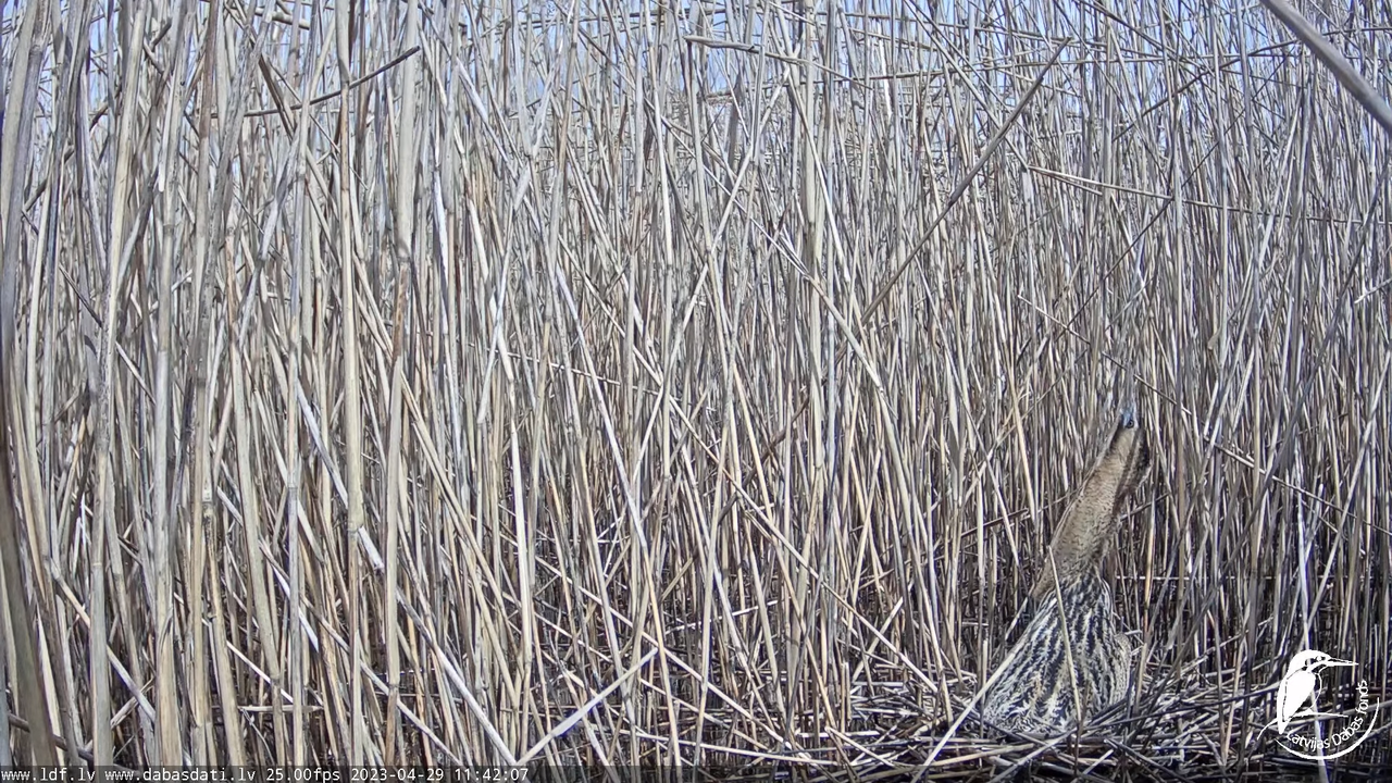 Lielais dumpis (Botaurus stellaris) Engurē - LDF tiešraide 12-40-18 screenshot
