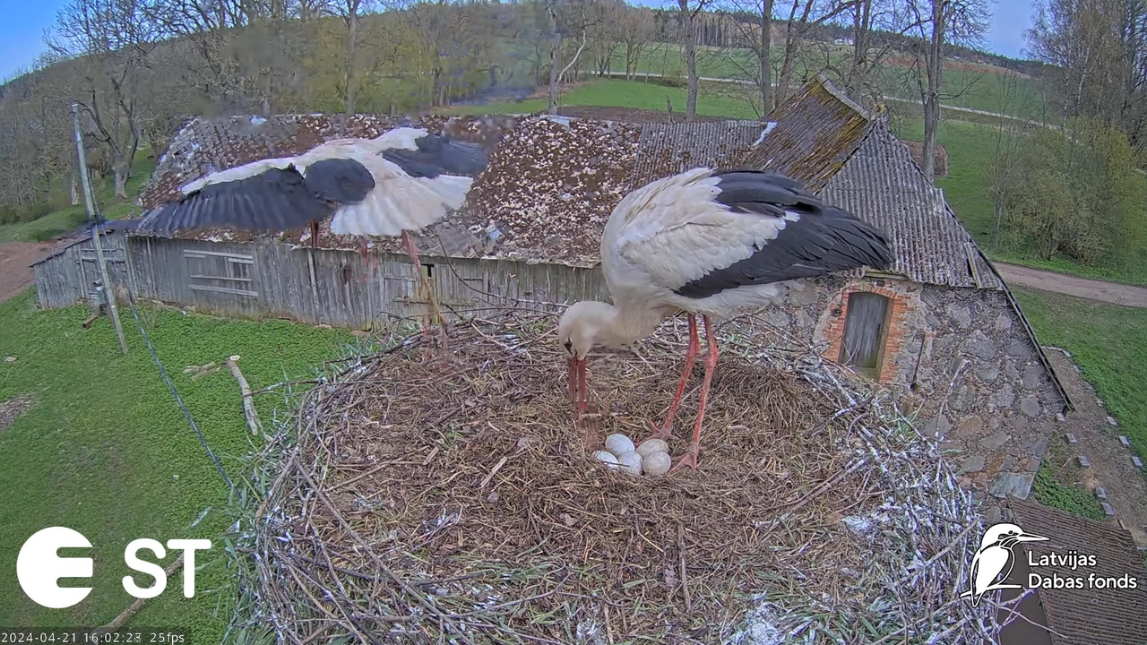 Baltie stārķi (Ciconia ciconia) Tukuma novadā - LDF tiešraide __ White storks in Tukums, Latvia 8-6-