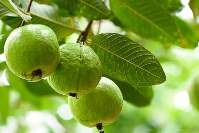 guava-fruit-1-400x267.jpg