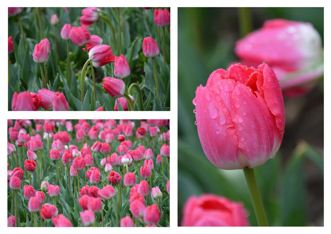 Новый коллаж.jpg 9