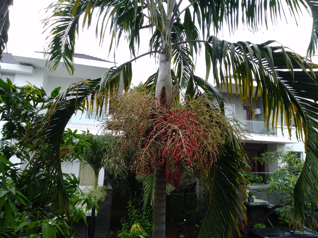 Asus Zenfone Max PRO M1 - Hasil Kamera Utama 5