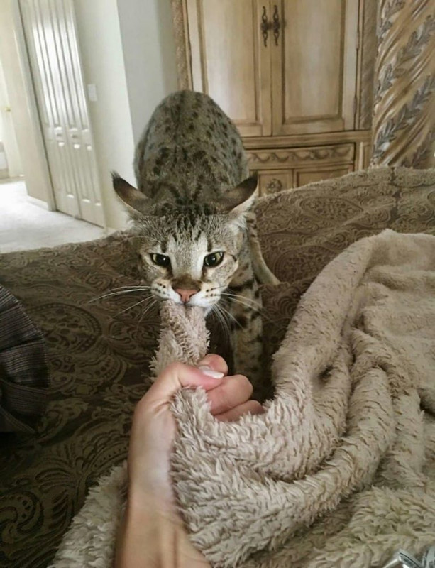 16 миловидных животных, которые своими повадками очень похожи на людей