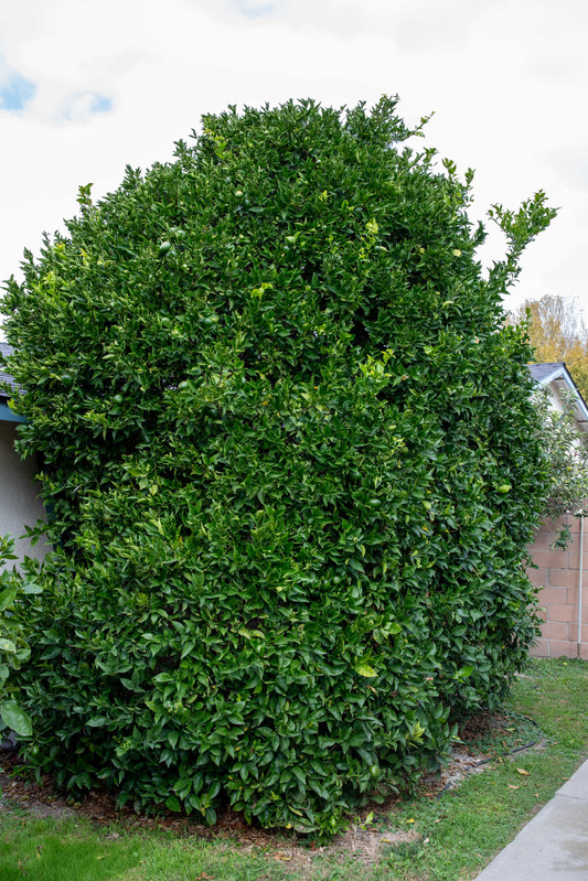 8U1A7944 Yosemite Gold Mandarin Tree with Fruit (11 5 2025)