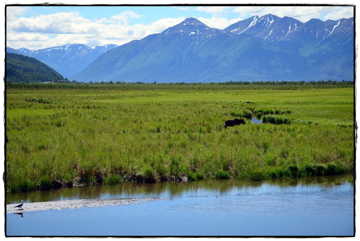 Alaska por tierra, mar y aire - Blogs de America Norte - 20 de junio. Turnagain Arm, Crow Creek Mine, y… zarpamos! (12)