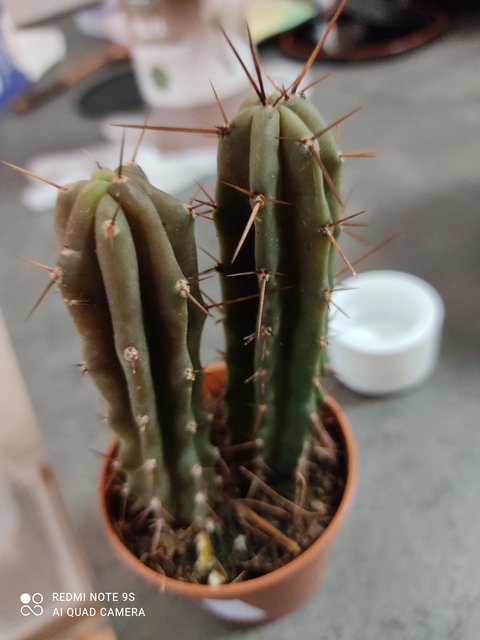 IMG_20210117_123824_1