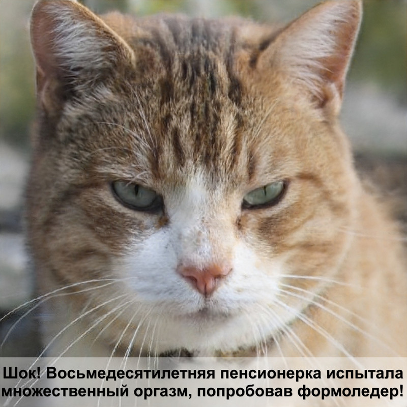 болячки у кошки