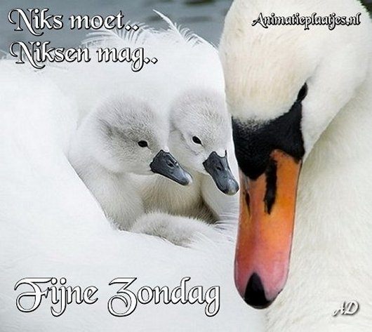 fijne-zondag-allemaal1488713577.jpg