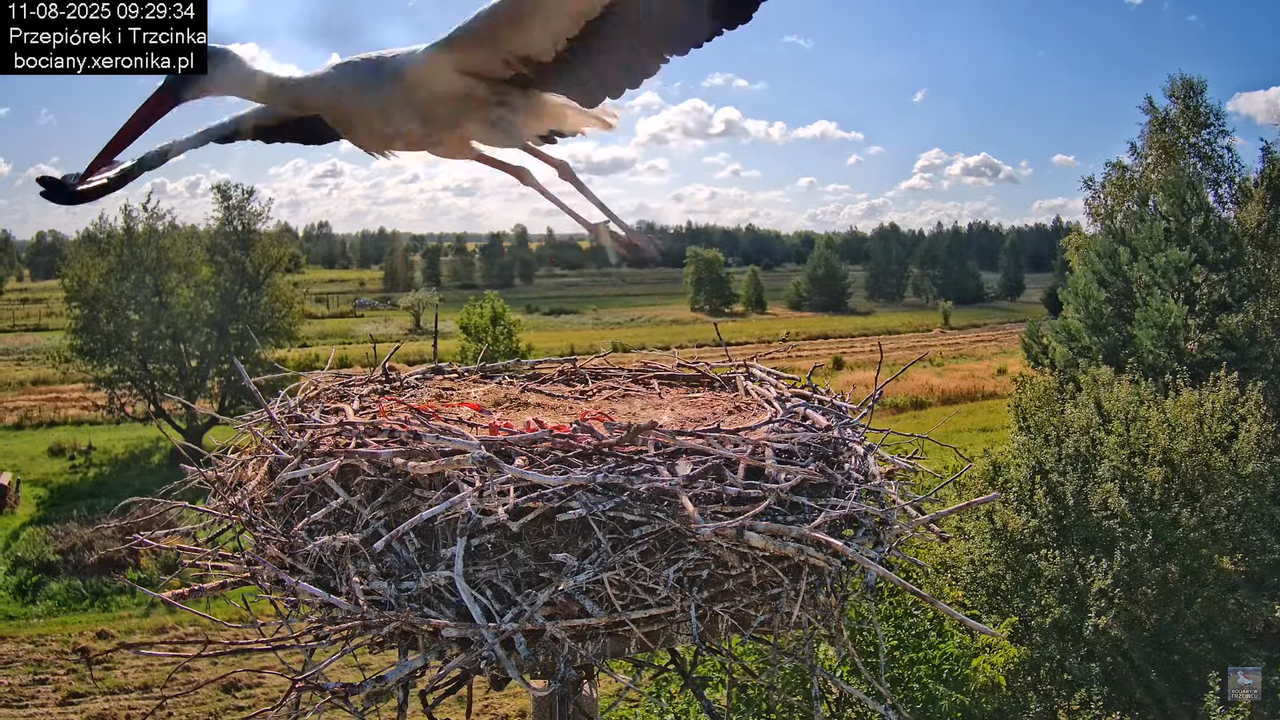 11082025bociany18